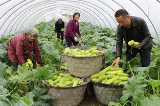 瓜瓜基地,绿色生态农业的璀璨明珠